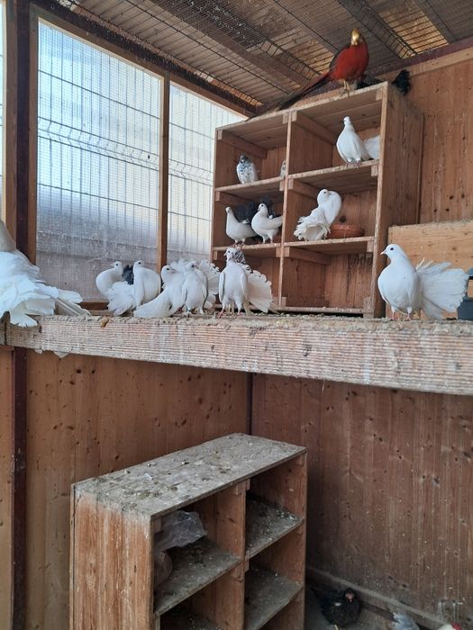 Vând Porumbei de rasă Fauri Albi