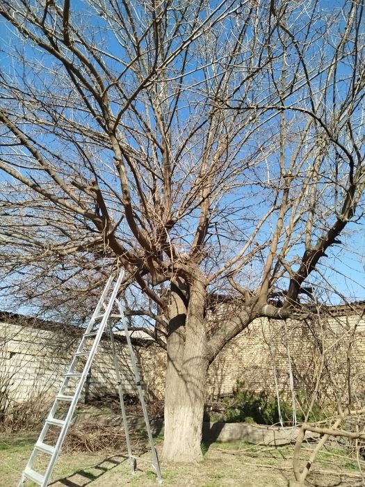 Tut daraxti sotiladi Srochna Katta daraxt