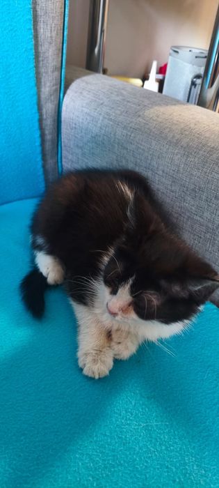 отдам котёнка в добрые руки