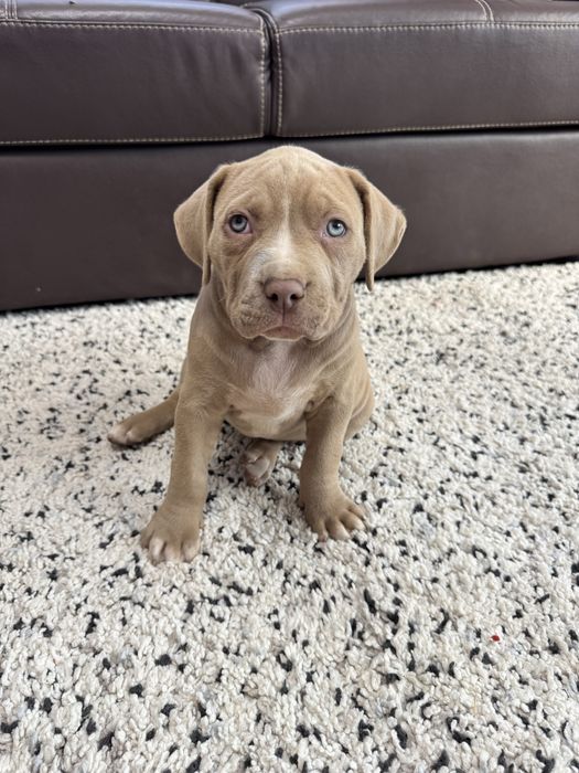 Catei American Bully xl