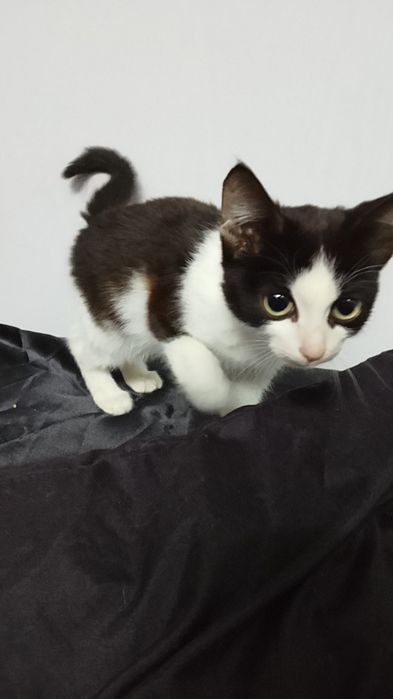 Отдам котенка в добрые руки