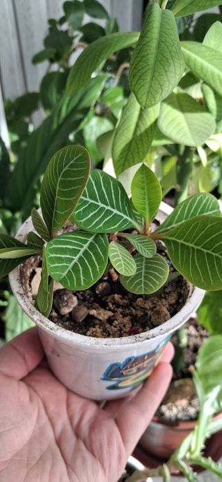 Комнатные растения