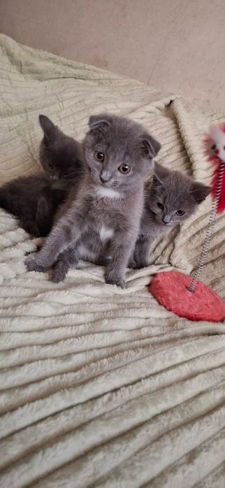Шотландские котята