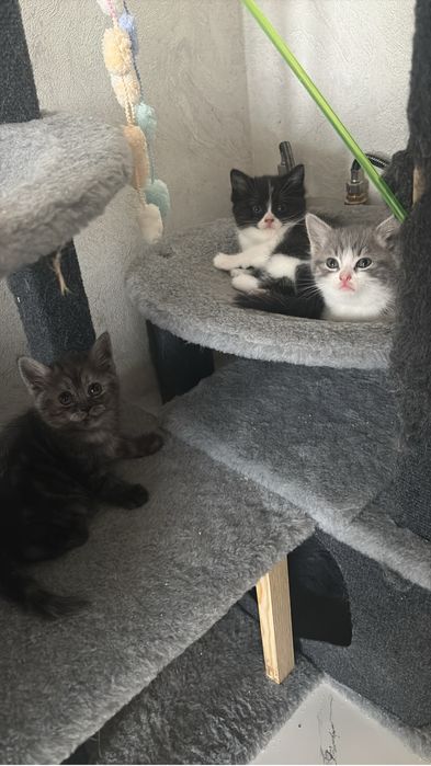 Котята домашние приручены к латку