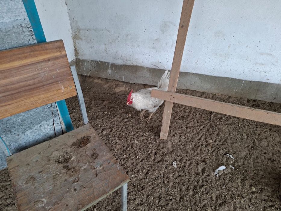 Кораздар сатылады