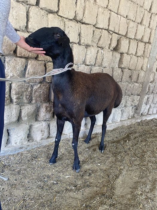Shivet va qõy sotiladi
