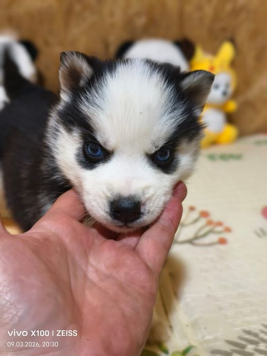 Очаровательные щенки хаски.