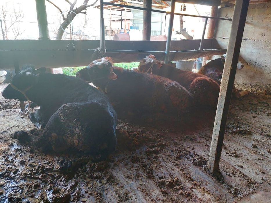 Буха бык бұқа құнажын