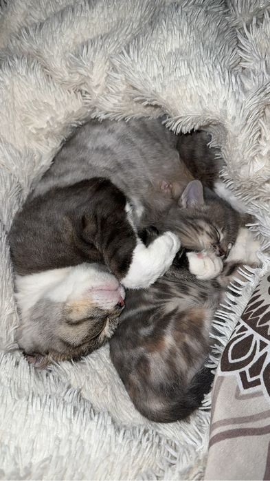 Котенок 2 месяцев