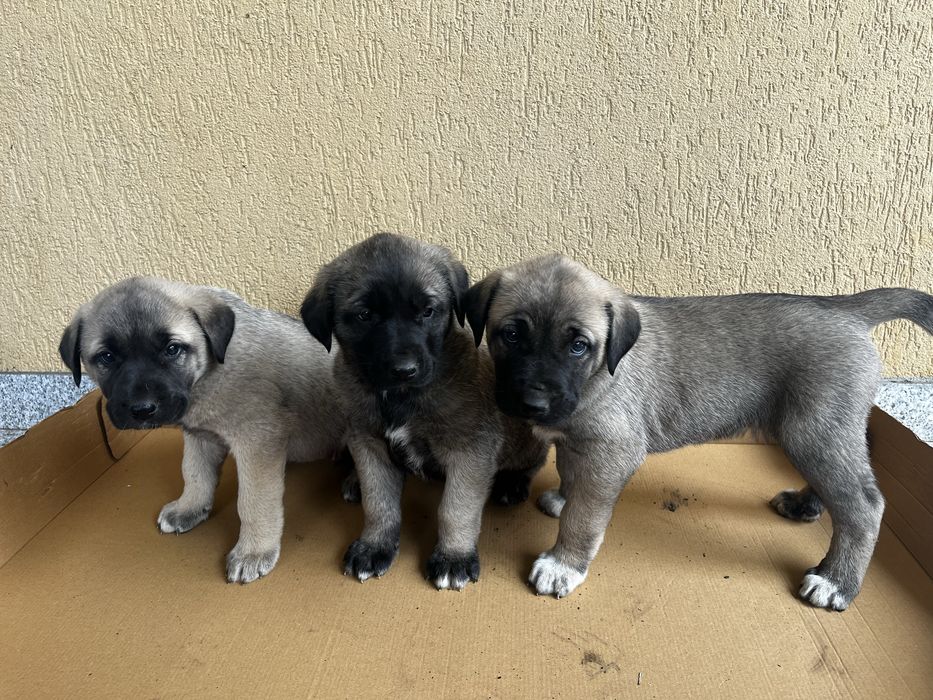 Vand catei rasa Kangal
