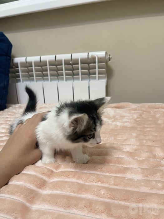 Отдам котят в добрые руки бесплатно