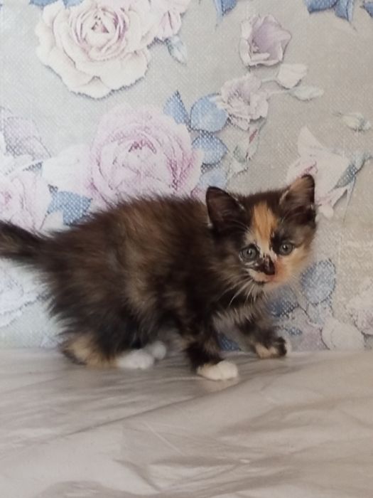 Отдам котят 1.5 месяца