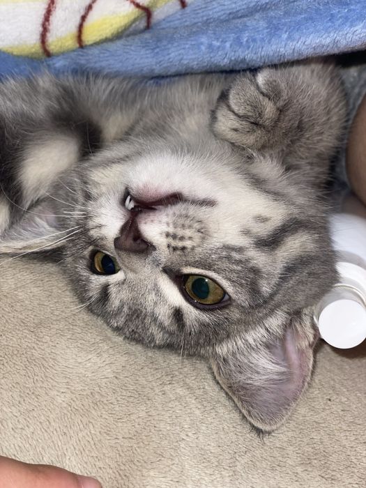 Котенок 4 месяца