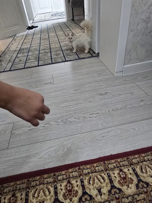 Продам красивую кошку