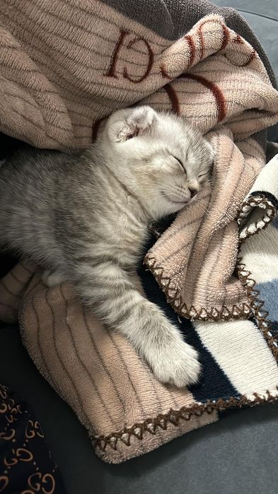 Скоттиш фолд вязка, мальчик