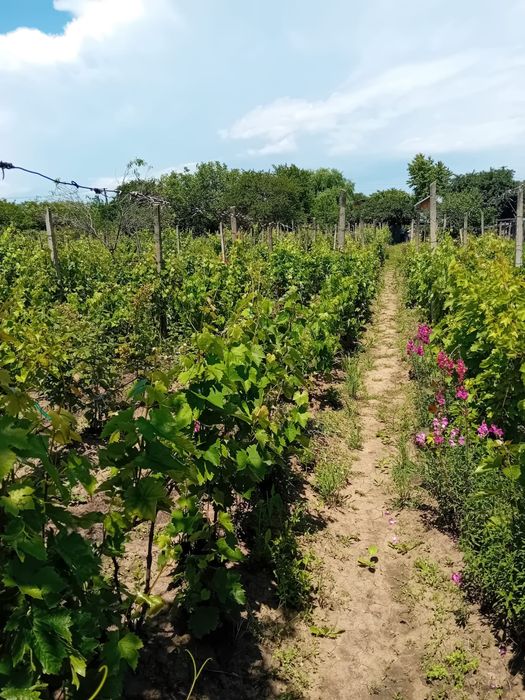 Teren intravilan 800m2 in Valea Calugareasca