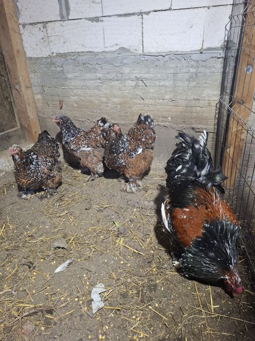 Ouă disponibile din rasele Brahma Portelan. Si rasa Marans .