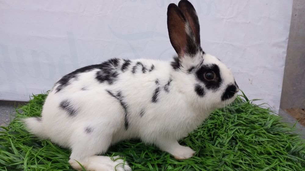 Quyon sotiladi sames