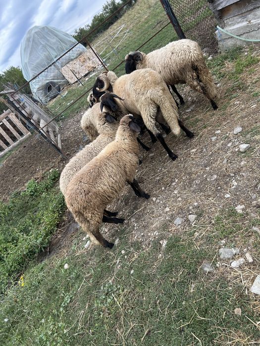 Vand oi carabase si 2 turcanr