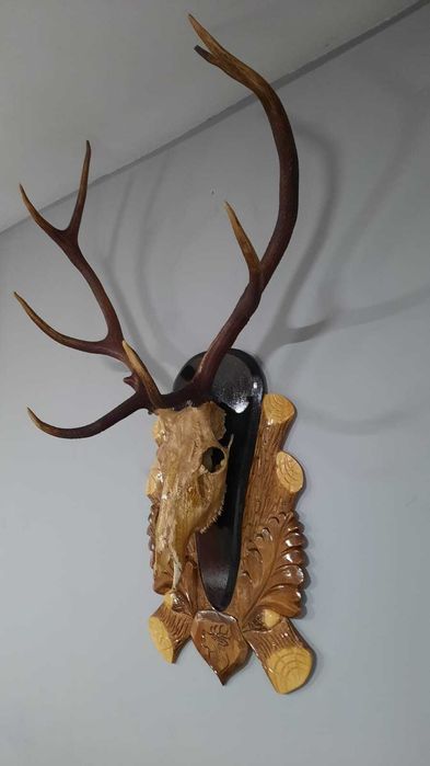 Trofeu cerb carpatin