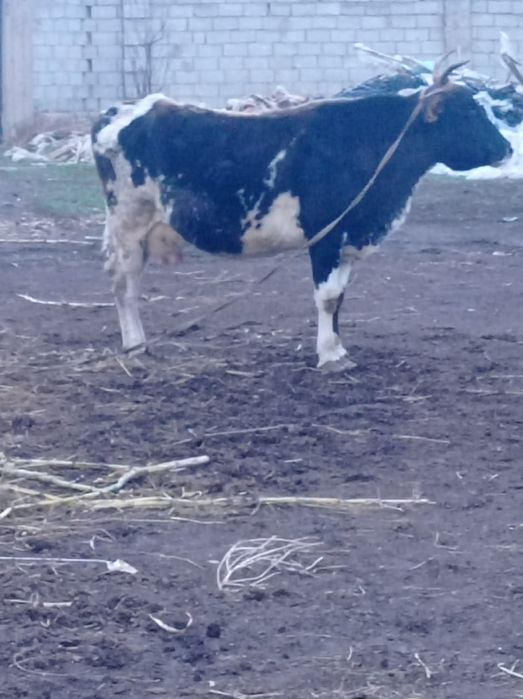 Срочно сыр сатылады