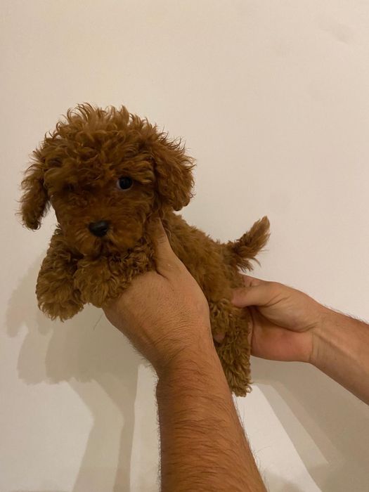 Baietel pudel caniche