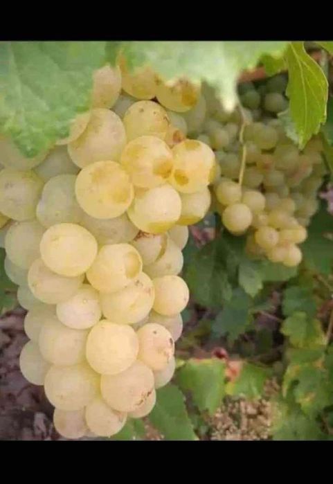 Vând struguri de vin