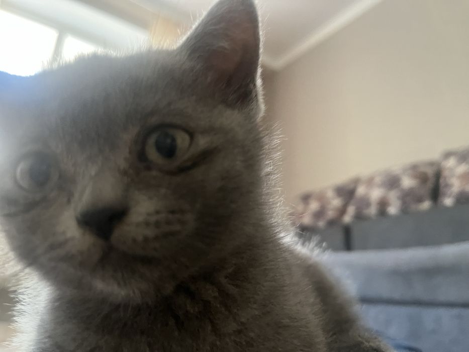 британский котик