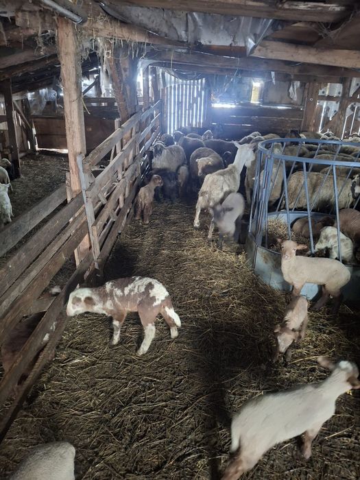 Oi de vânzare 200 bucăți