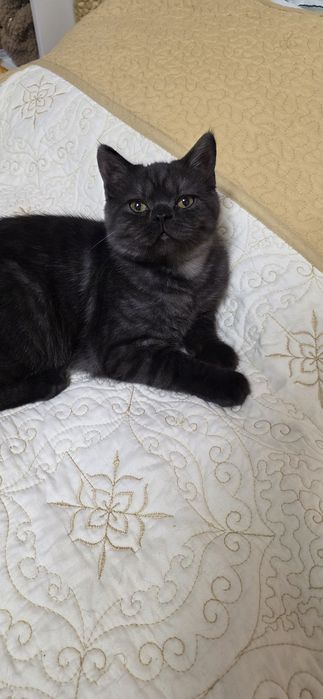 British shorthair