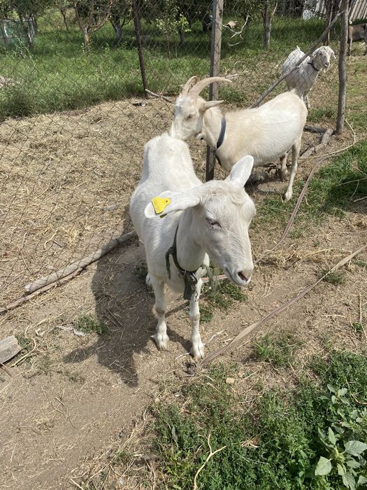 Зааненские породистые козы