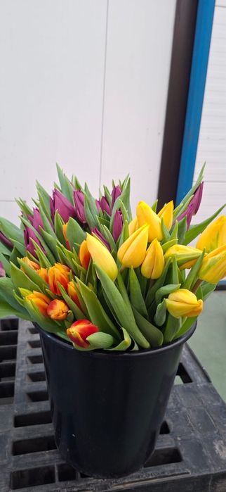 Тюльпаны шикарные