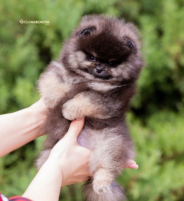 Щенки померанского шпица