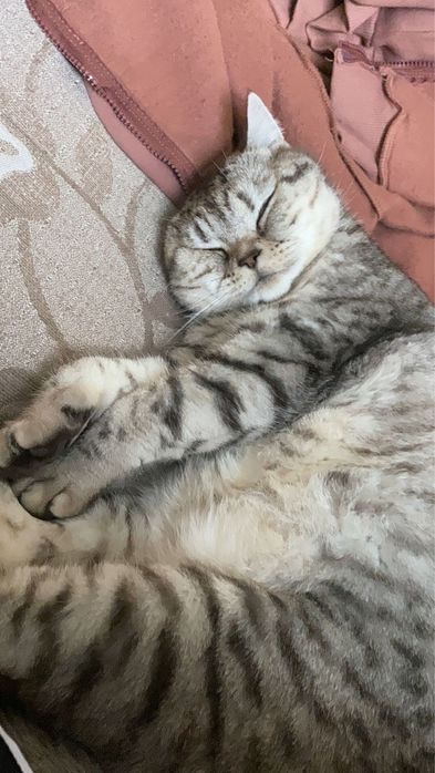 Отдаем кошечку в добрые руки