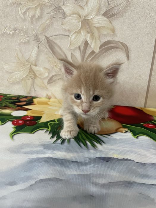 Продаются котята мейн кун