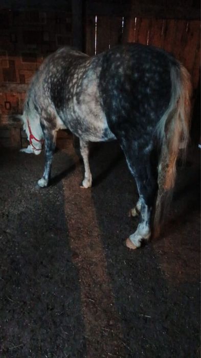 Продам кобылку 7 лет