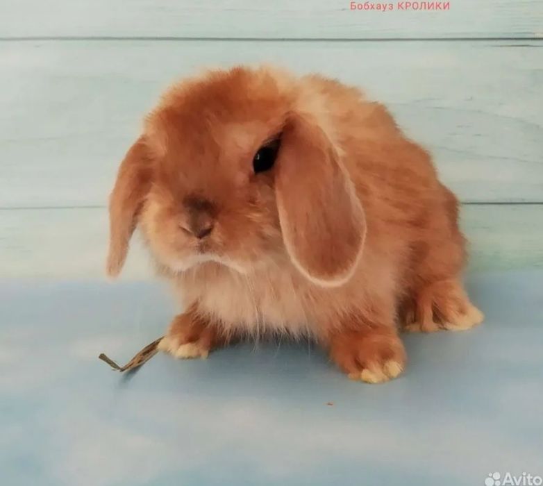 Karlik baran satin zoti