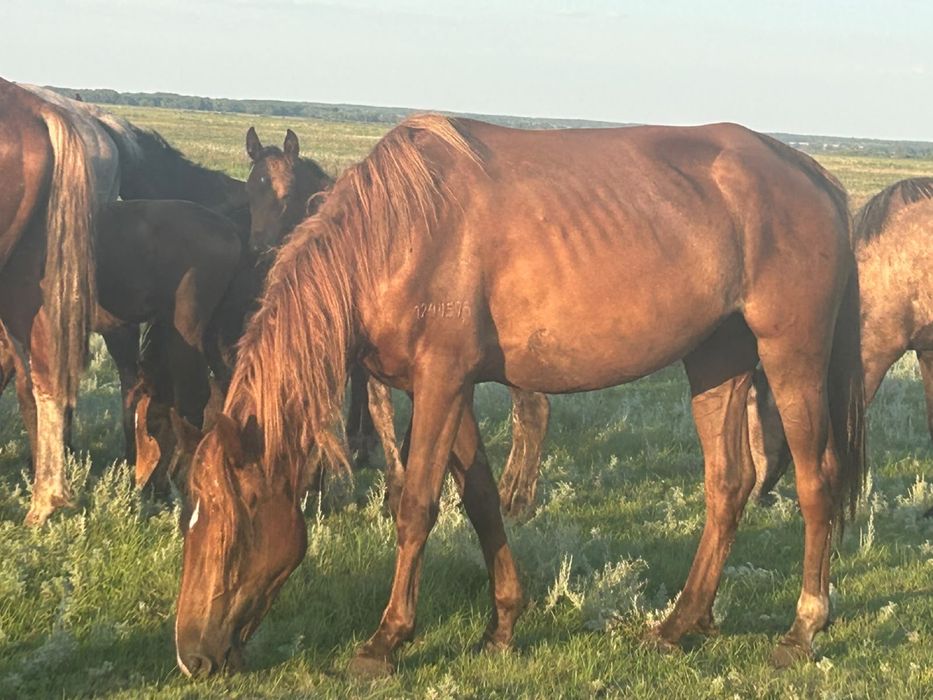 Продам кобыл с жеребятами и тайлар