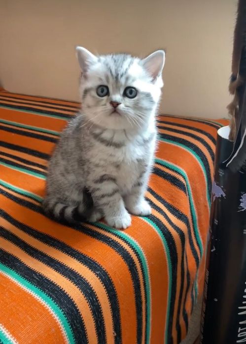 Шотландские котодеточки