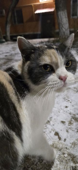 Кошечка ищет дом