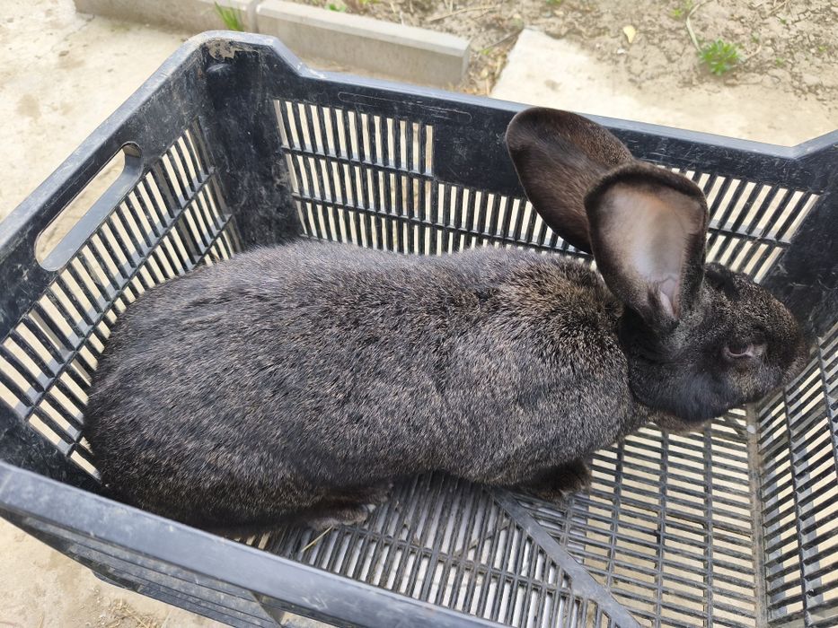 Căutăm căsuță nouă