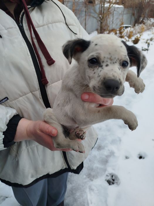 Щенки метисы отдам бесплатно!