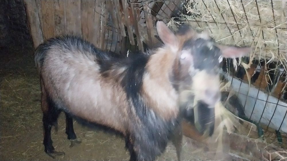 Vand sau schimb Tap Alpin mare