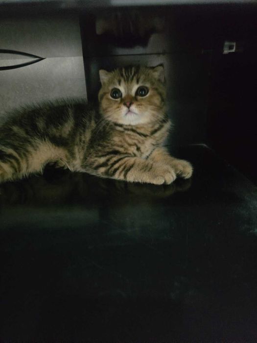 Продается кошка Скотиш Фолд 2.5 месяцев