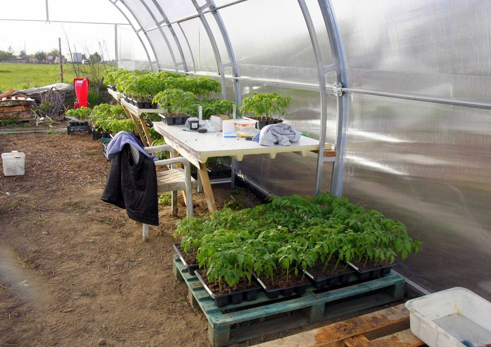 Разсад Домати - Червени Розови - София , с. Бусманци - само на място !