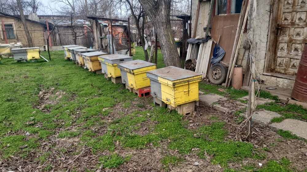 Stup albine  de vanzare