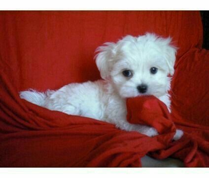 Bichon maltez mini toy