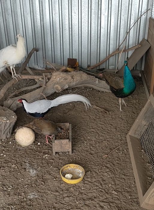 Продам инкубационное яйцо фазанов разных видов