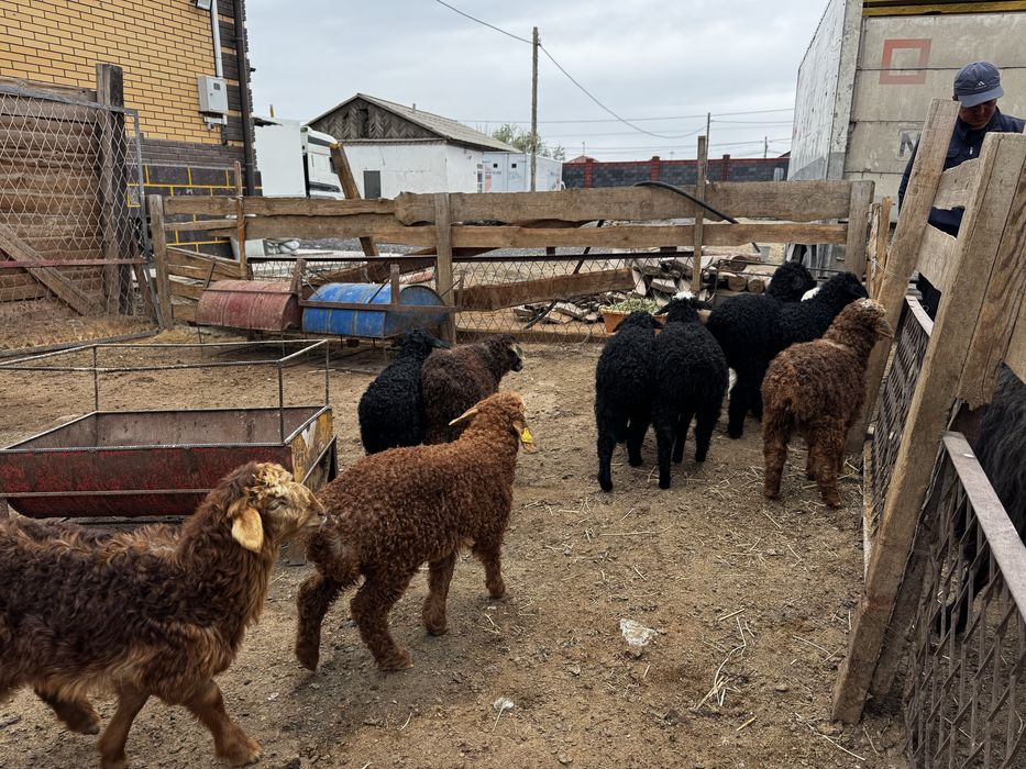 Оттыққан Қозылар Марқа қозылар