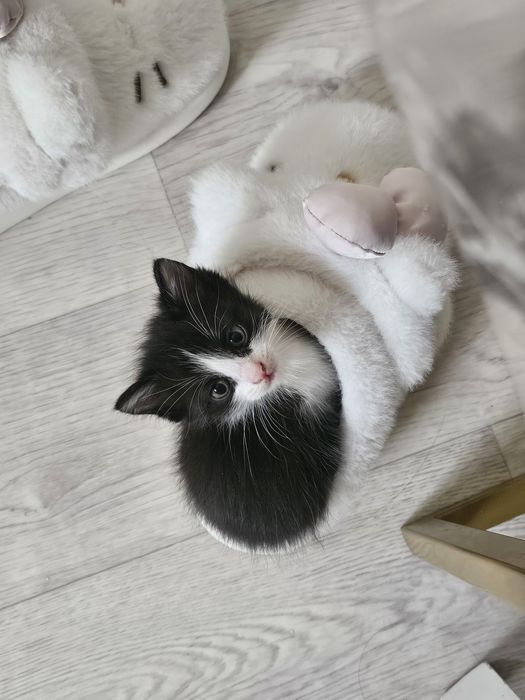 Отдам котят в добрые руки ,девочки 1,5 месяца